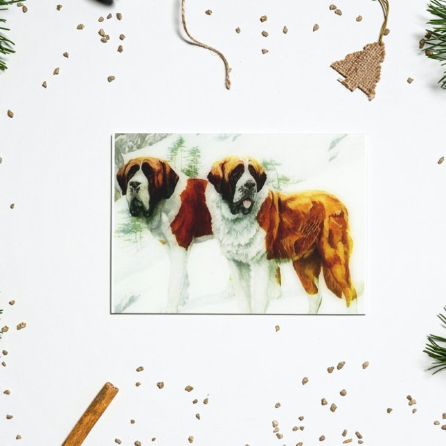 rough and smooth St Bernard - painting Postcard (Creator Uploaded)