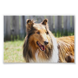 Rough Coat Tricolor Collie Dog Photo Print