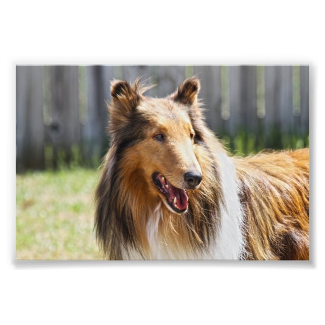 Rough Coat Tricolor Collie Dog Photo Print (Front)