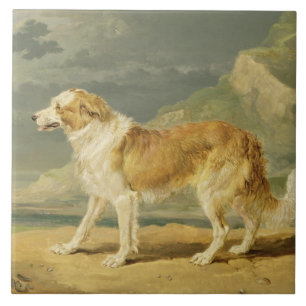 Rough-coated Collie, 1809 (oil on board) Tile