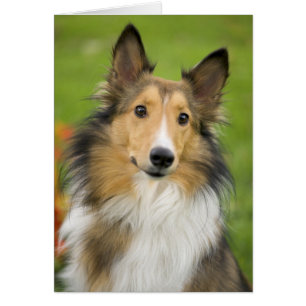 Rough Collie, dog