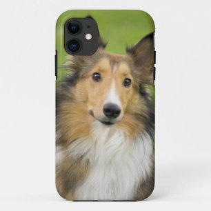 Rough Collie, dog iPhone 11 Case