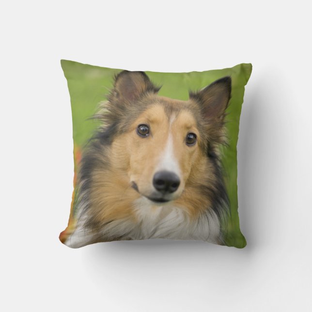 Rough Collie, dog Cushion (Front)