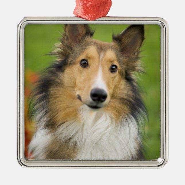Rough Collie, dog Metal Tree Decoration (Front)