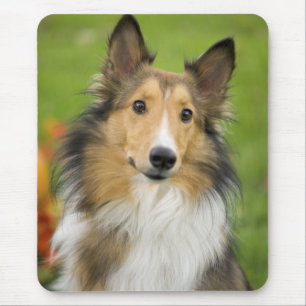 Rough Collie, dog Mouse Pad