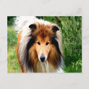 rough collie dog move to love postcard
