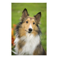 Rough Collie, dog