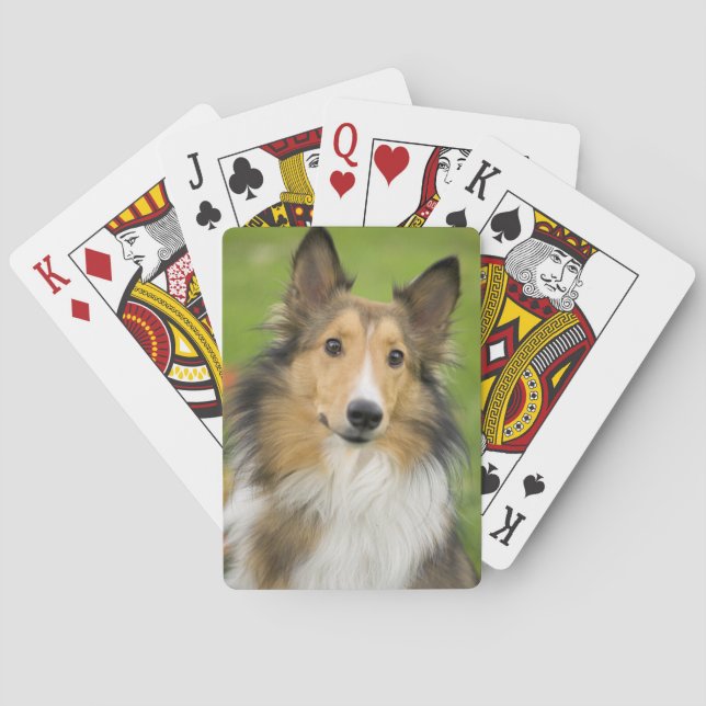 Rough Collie, dog Playing Cards (Back)