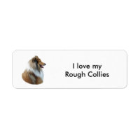 Rough Collie dog portrait photo