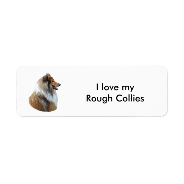 Rough Collie dog portrait photo (Front)