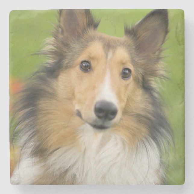 Rough Collie, dog Stone Coaster (Front)