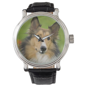 Rough Collie, dog Watch