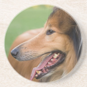 Rough Collie Face Coaster