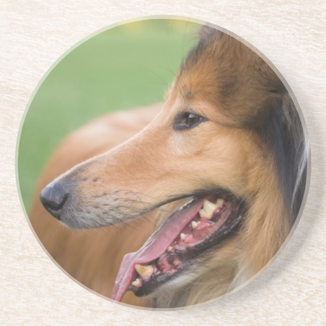 Rough Collie Face Coaster (Front)