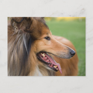 Rough Collie Face Postcard