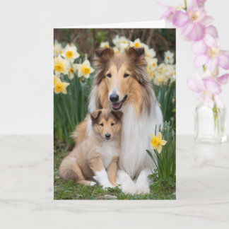 Rough Collie Mom Mother’s Day Love Card