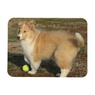 Rough collie puppy with ball magnet