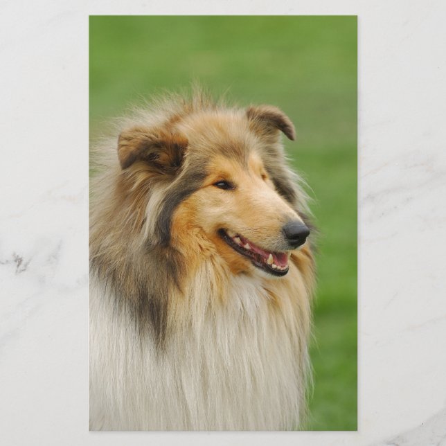 Rough Collie Stationery (Front)
