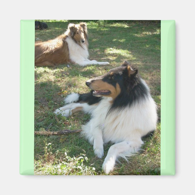 Rough Collies Magnet (Front)