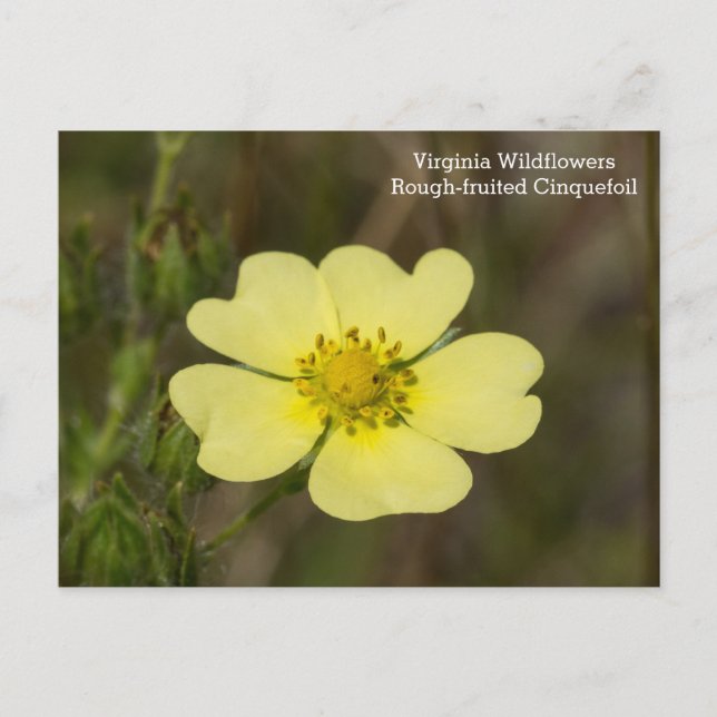 Rough-fruited Cinquefoil VA Wildflower Postcard (Front)