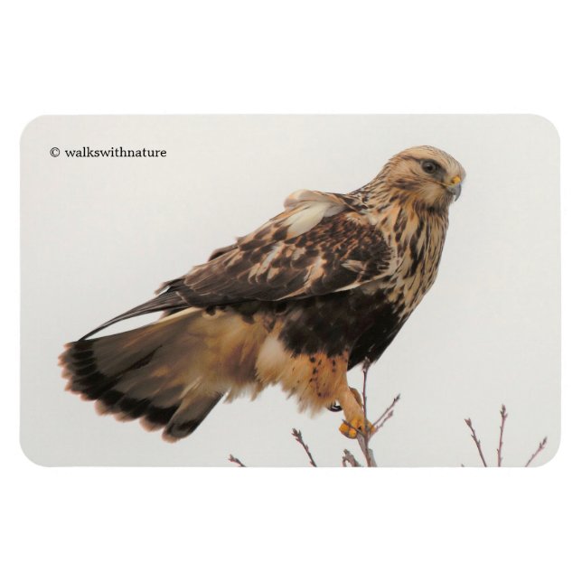 Rough-Legged Hawk in the Tree Magnet (Horizontal)