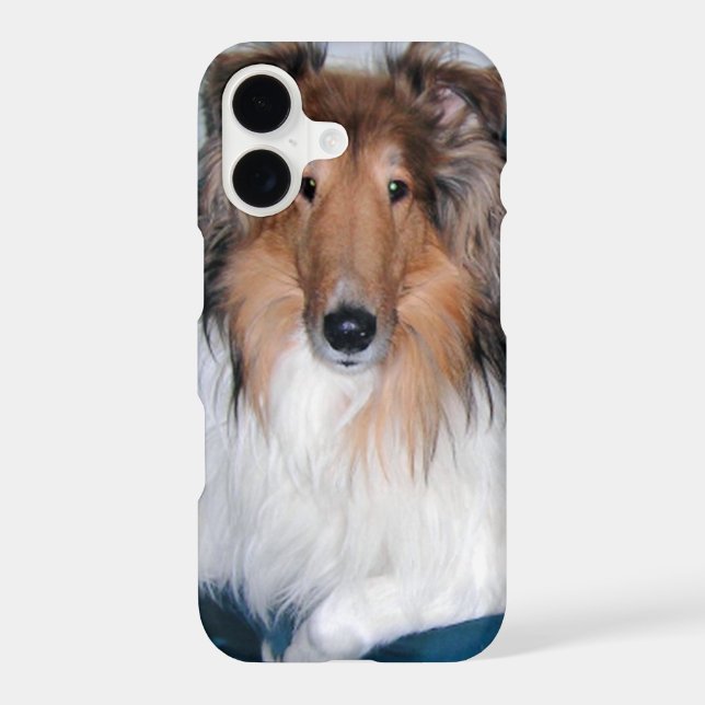 Rough Sable Collie (Back)