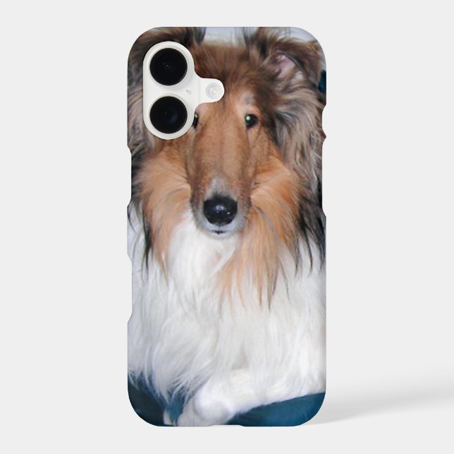 Rough Sable Collie (Back)