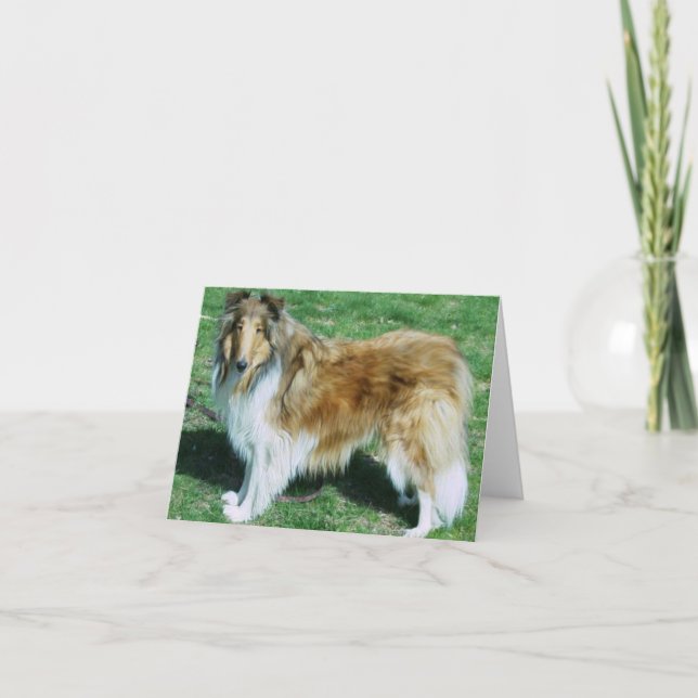 ROUGH SABLE COLLIE CARD (Front)