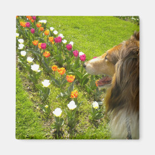 Rough Sable Collie N Tulips Magnet