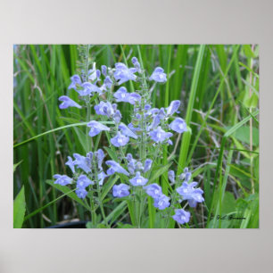 Rough Skullcap, Scutellaria integrifolia Poster