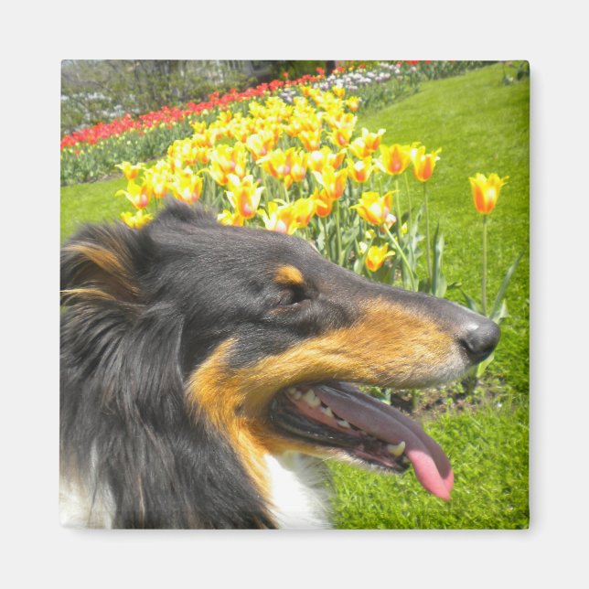 Rough Tri-Colour Collie n Tulips Magnet (Front)
