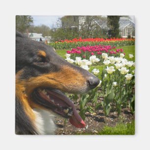Rough Tri-Colour Collie n Tulips Magnet