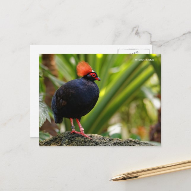Roul-Roul Crested Wood Partridge Postcard (Front/Back In Situ)