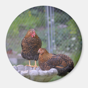Round Chicken Magnet