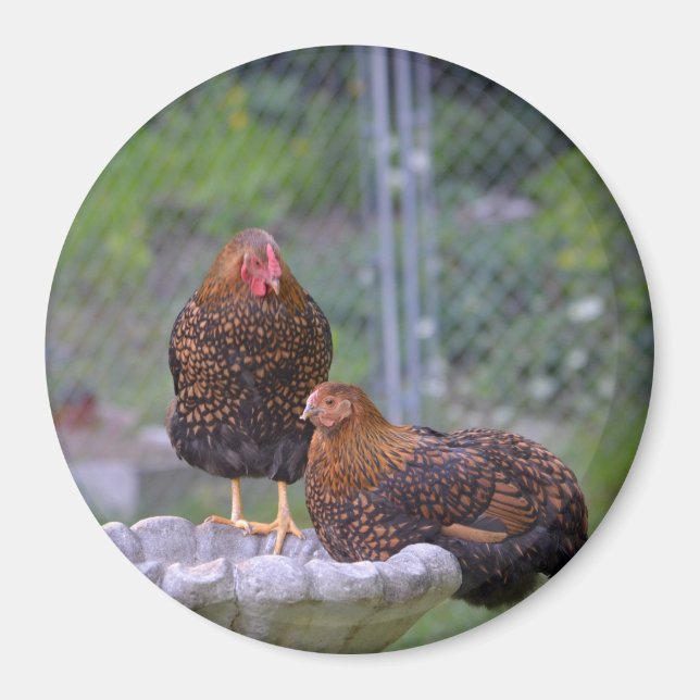 Round Chicken Magnet (Front)