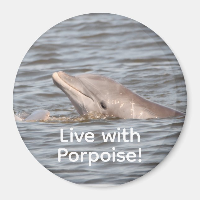 Round Dolphin Magnet (Front)