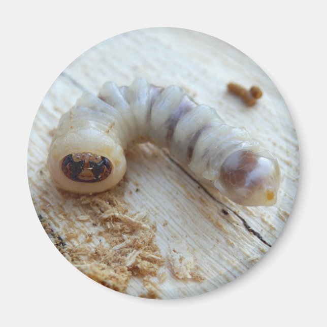 Round Headed Borer Magnet (Front)