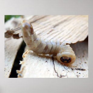 Round Headed Borer Poster