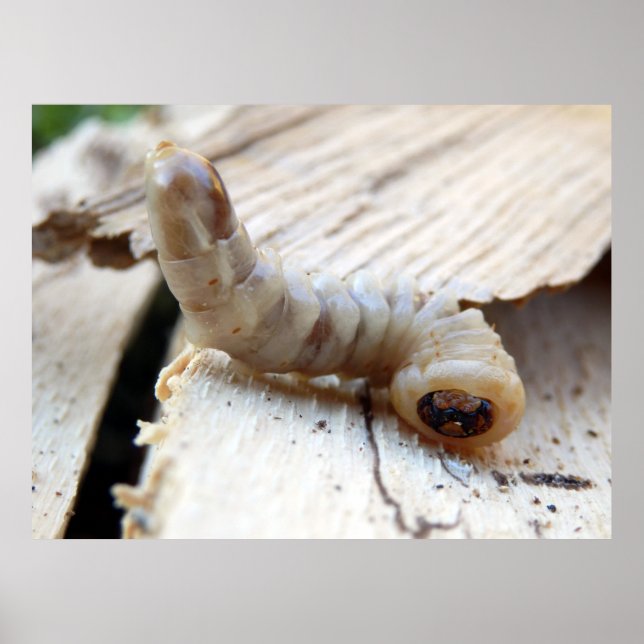 Round Headed Borer Poster (Front)