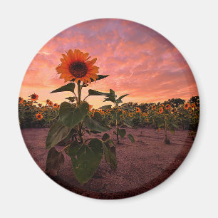 Round Magnet