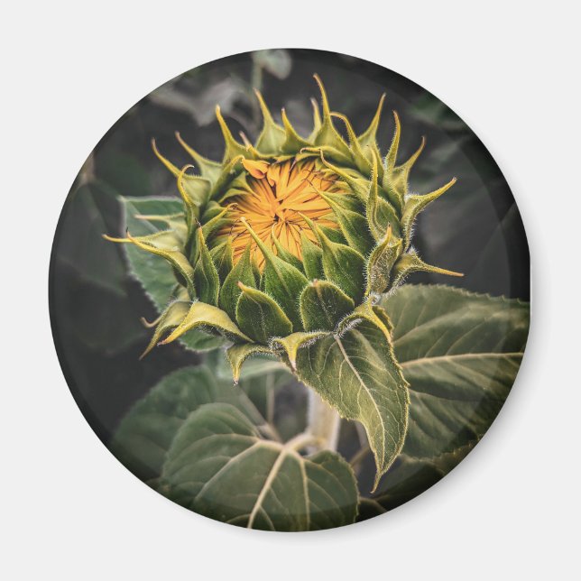 Round Magnet (Front)