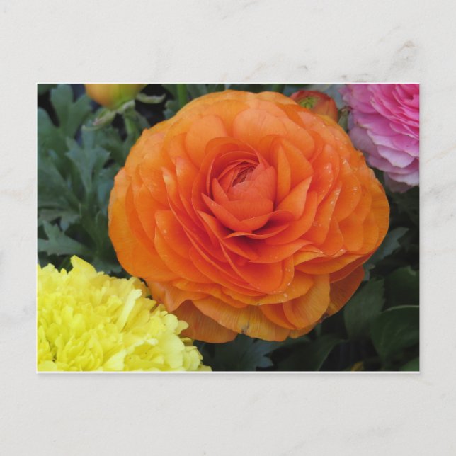 Round Orange Flower Postcard (Front)