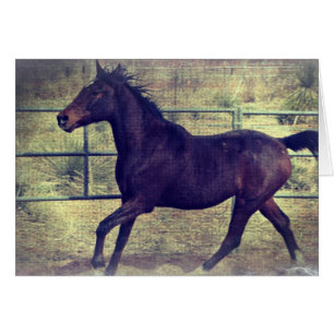 Round Pen Horse