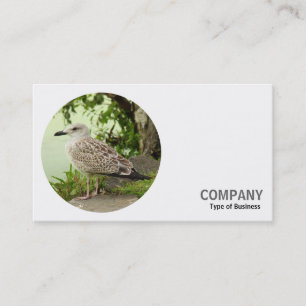 Round Photo - Young Herring Gull Business Card