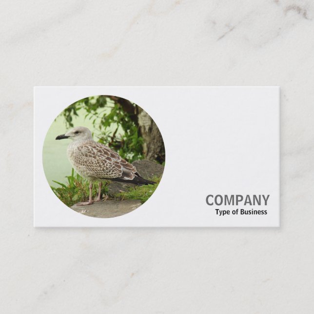 Round Photo - Young Herring Gull Business Card (Front)
