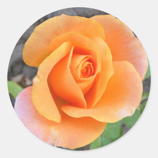 Round Sticker with orange rose (Front)