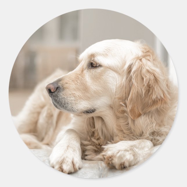 Round Sticker with portrait of Golden Retriever (Front)