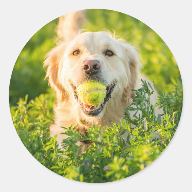 Round Sticker with portrait of Golden Retriever (Front)