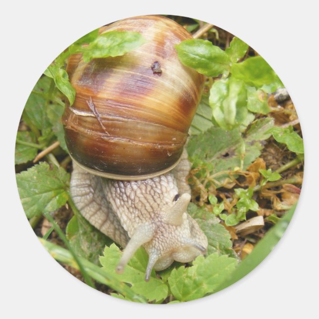 Round sticker with snail (Front)
