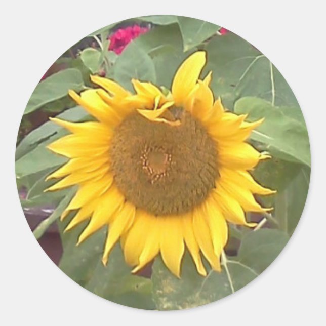 Round sticker with sunflower (Front)